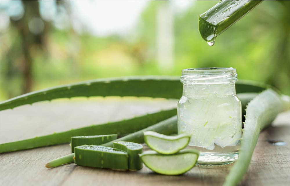 aloe vera